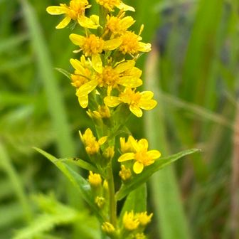 💛 キンミズヒキ　小さな黄色い花が連なるキンミズヒキ