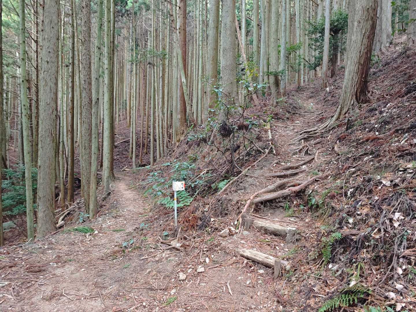 ここを右に上がっていく。
急登・パノラマルート。