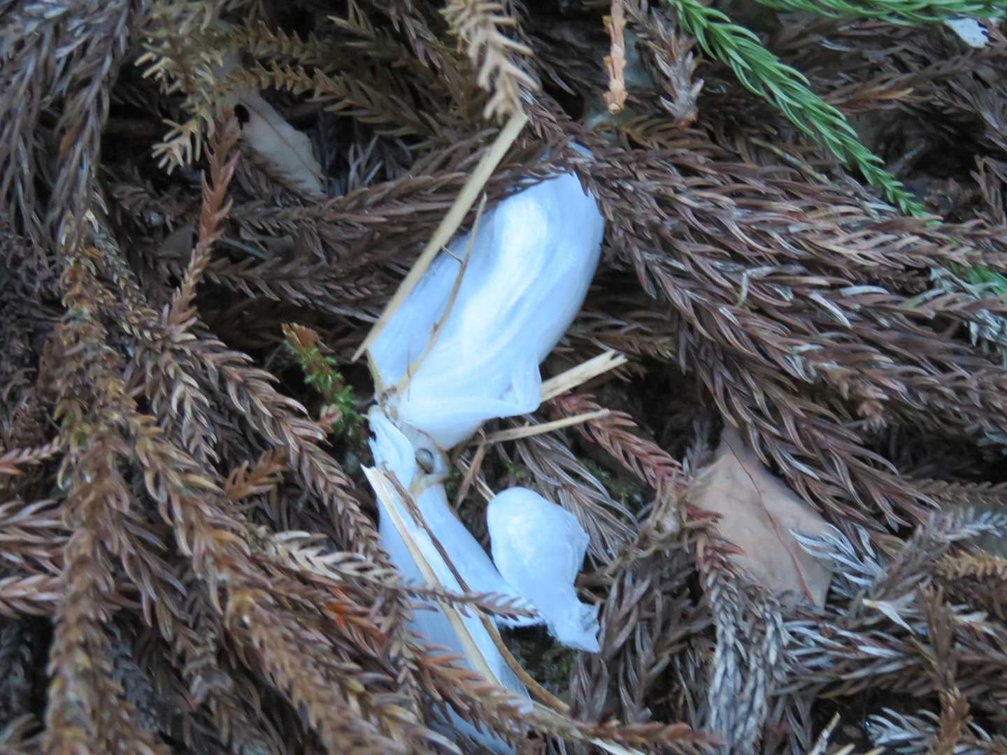 小さ目サイズの氷の花、少しだけだけど発見！😄
