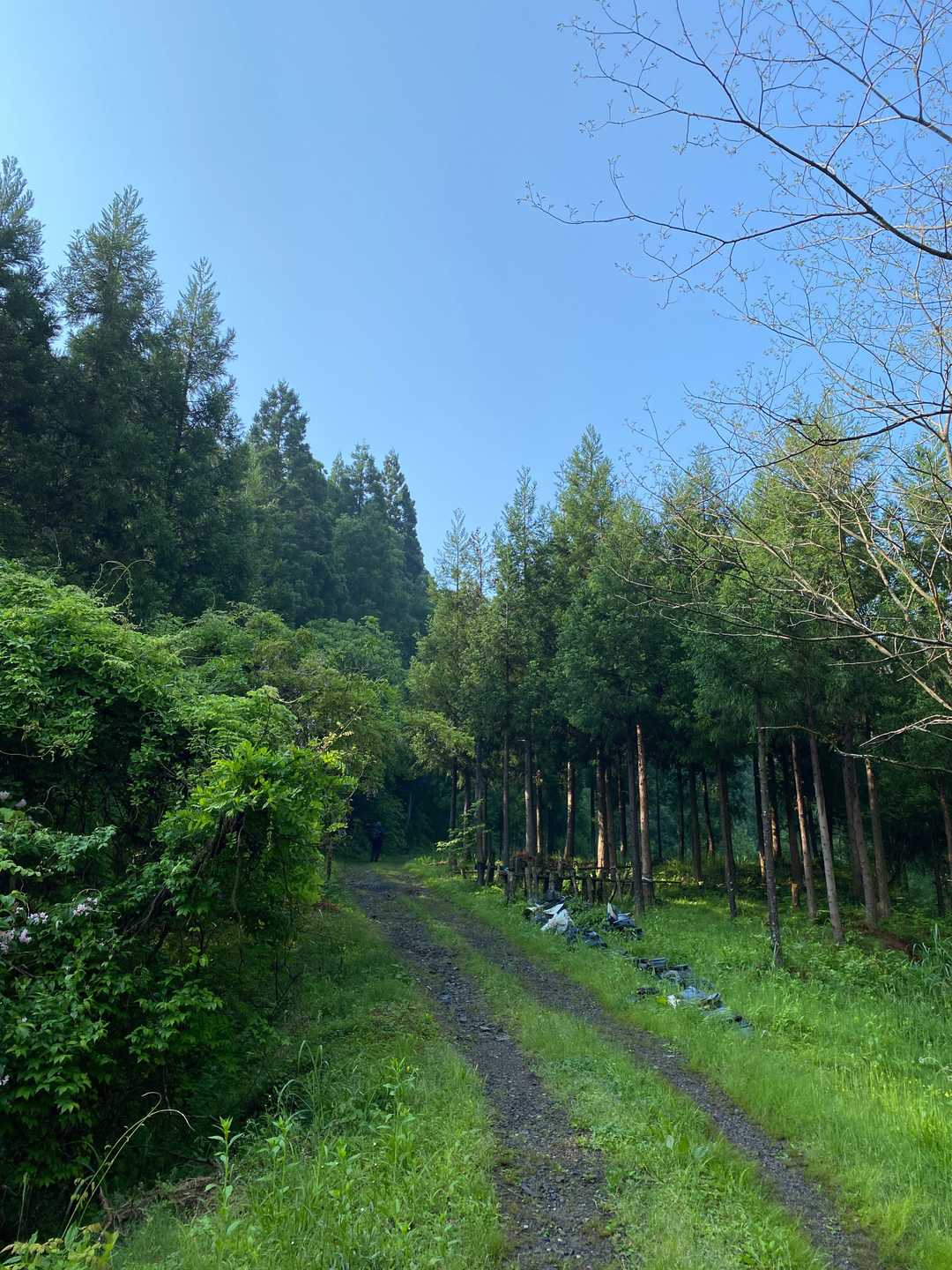 ちょっと林道。矢良巣岳頂上こちらの看板ありました。