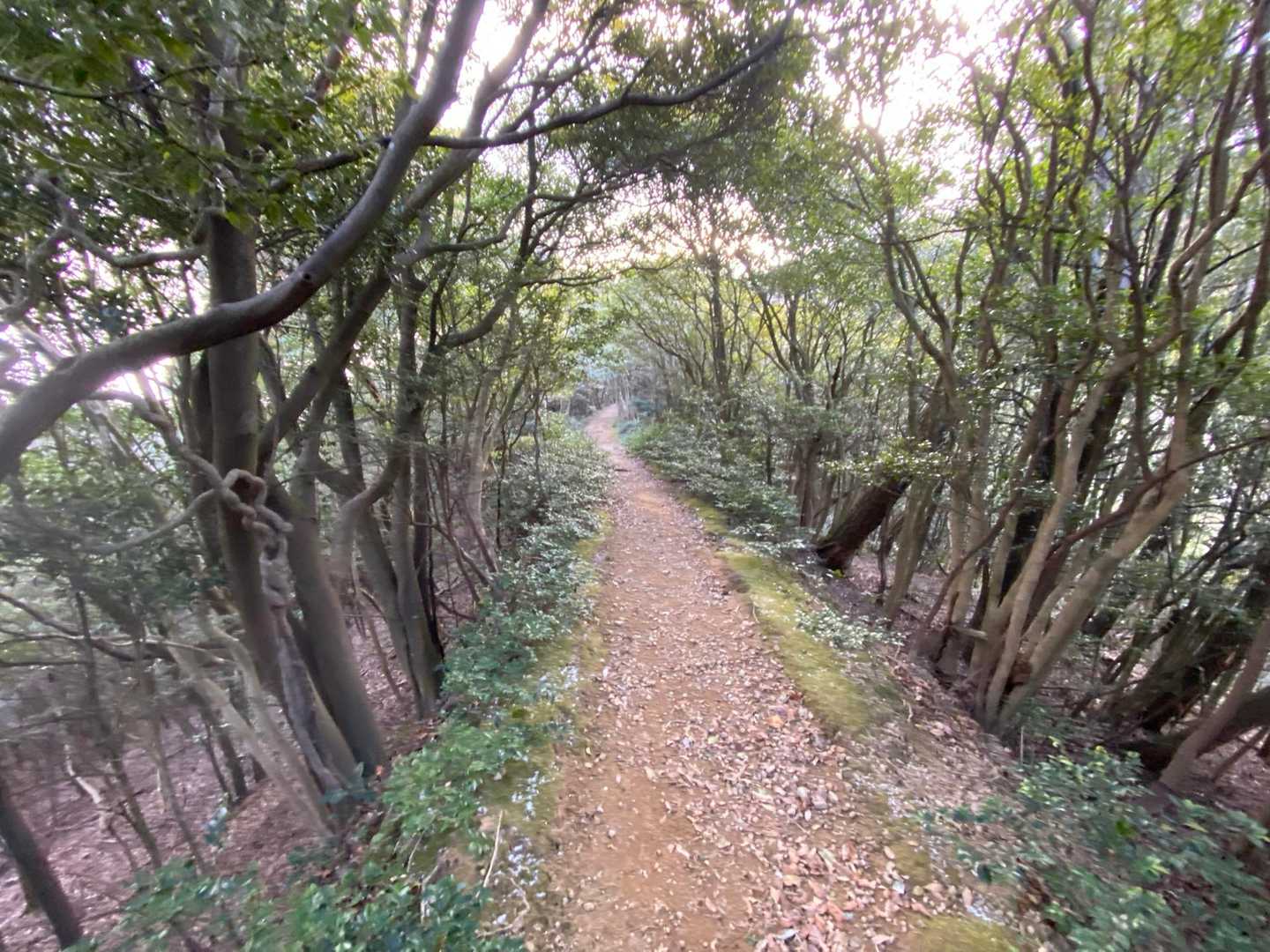 気持ちいい尾根道