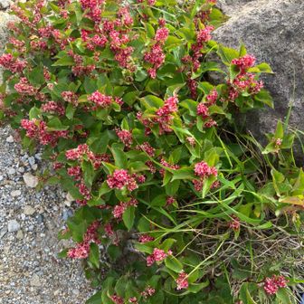 愛次郎によると「シモツケ」だというが赤過ぎないかな