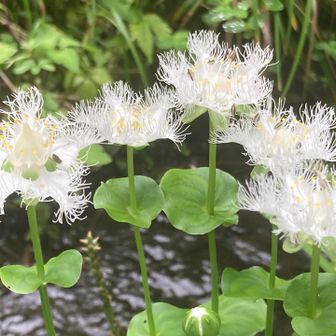 オオシラヒゲソウ・アケボノソウ】戸隠森林植物園 / ふつうの風景画