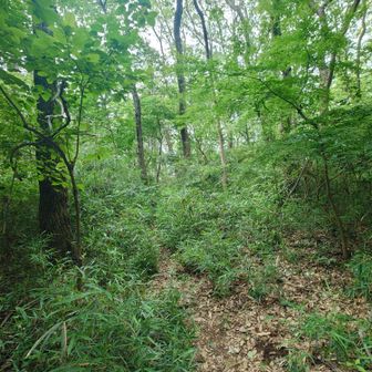 御嶽山の山頂標識がみつからず行ったりきたり。
ようやくこの先だと見つけたにもかかわらずなんとなく行きたくない（笑）。
パスする。
こういう山での嫌だな的な感覚は大切に……（ソフト藪漕ぎが嫌だっただけともいう……）。