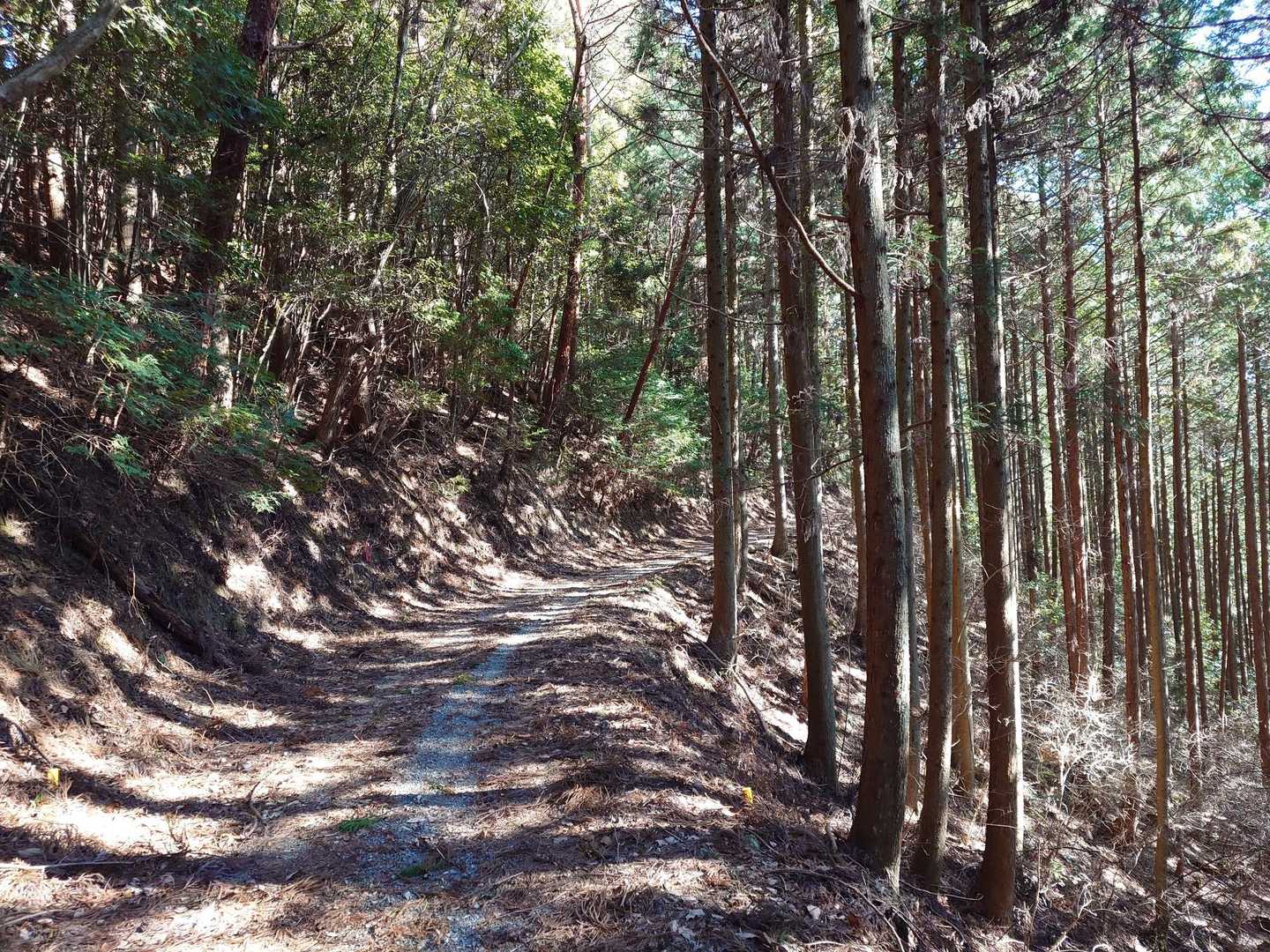 神社の次は山▲
歩きやすい東海自然歩道から⋯
