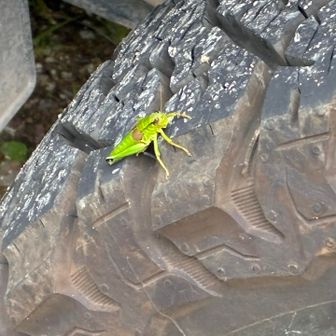 タイヤにバッタ🦗