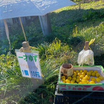 道端には柚子の無人販売がありました！