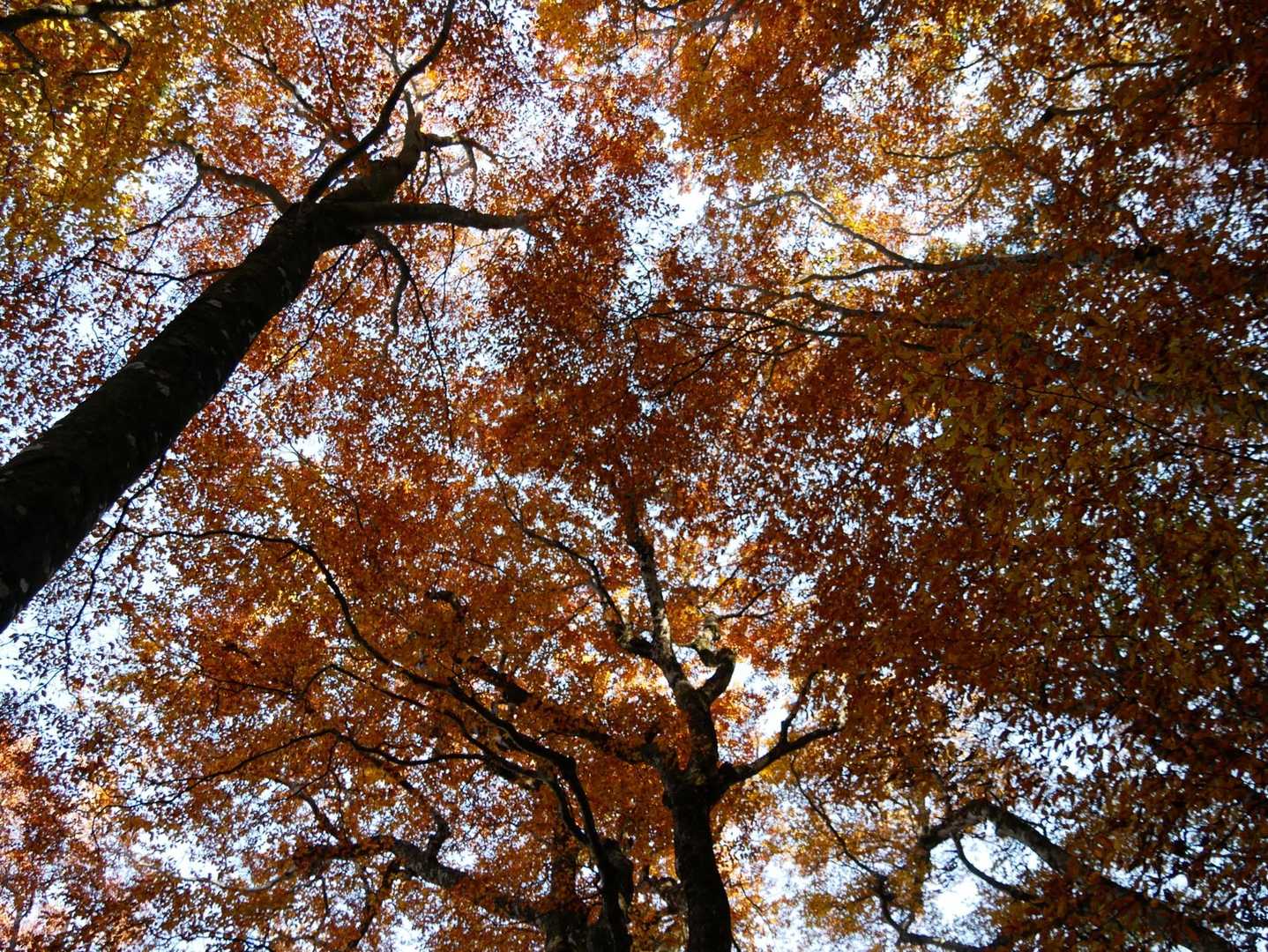 黒岳-すずらん峠-破風山-新道峠 縦走コースの写真
