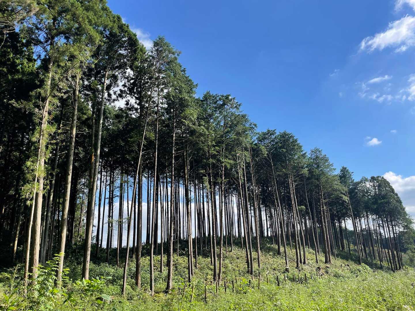男抱山登山口-男抱山 往復コースの写真