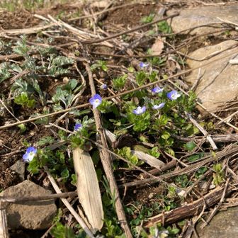 スミレ　このあと花は見当たらず