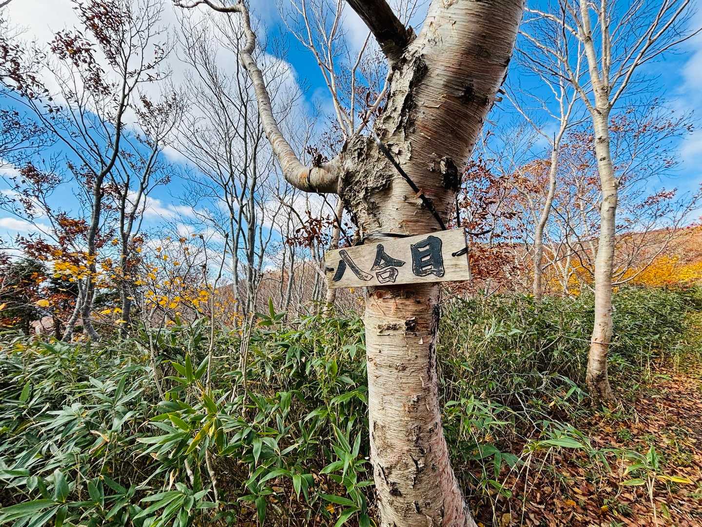 高畑登山口-高下岳 往復コースの写真