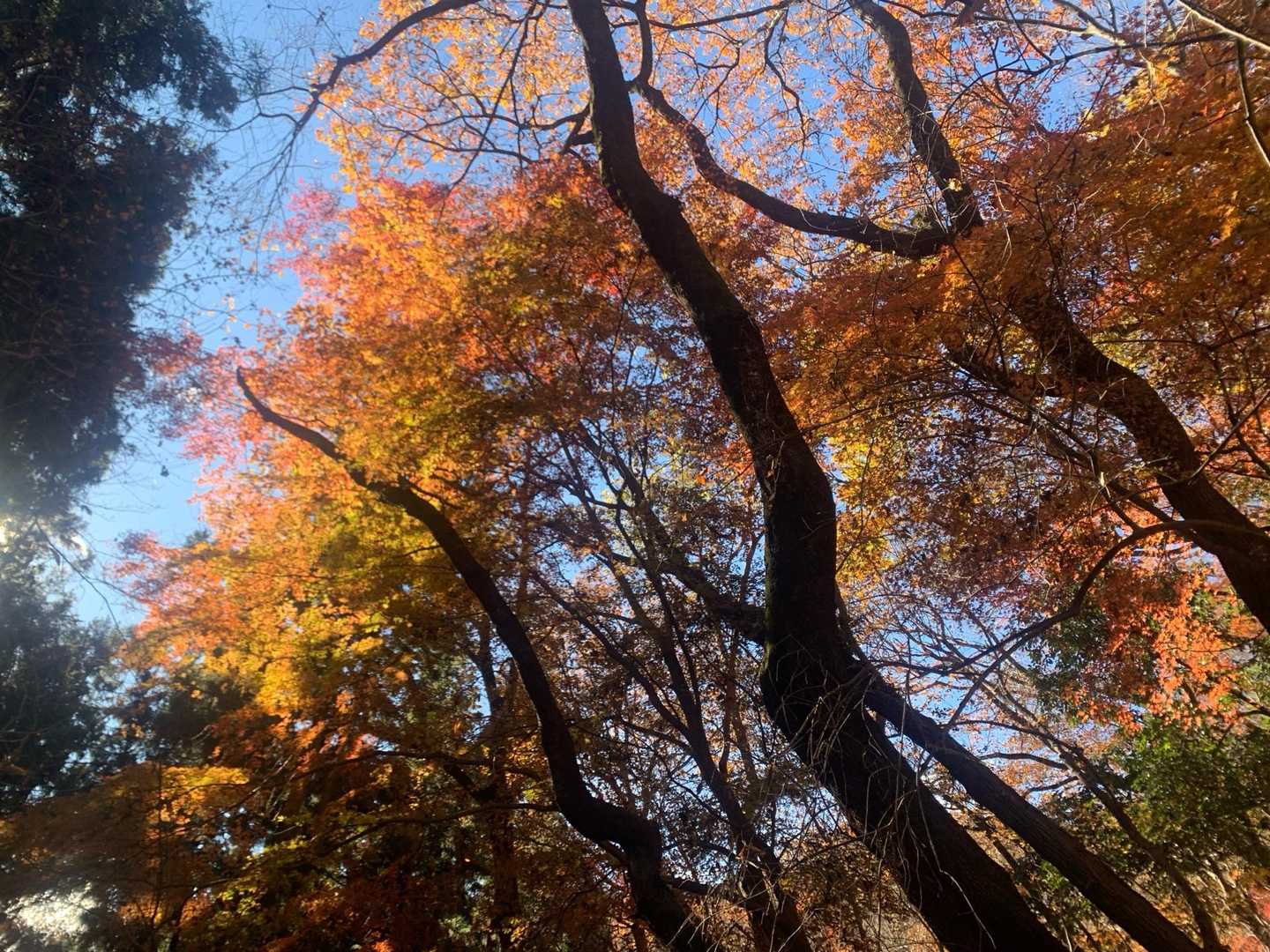 風戸入口バス停-破風山-札立峠-礼所前バス停 周回コースの写真