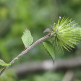 キクバヤマボクチ(菊葉山火口)　蕾