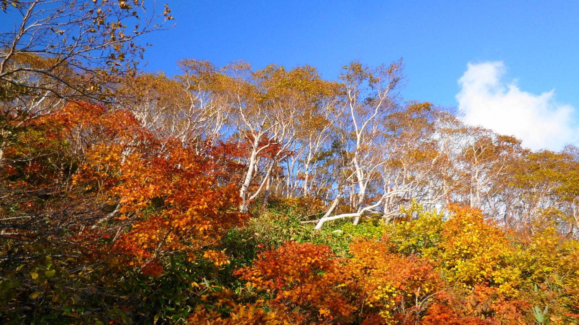 不忘山からの下山途中の木々も綺麗だったので撮ってみました