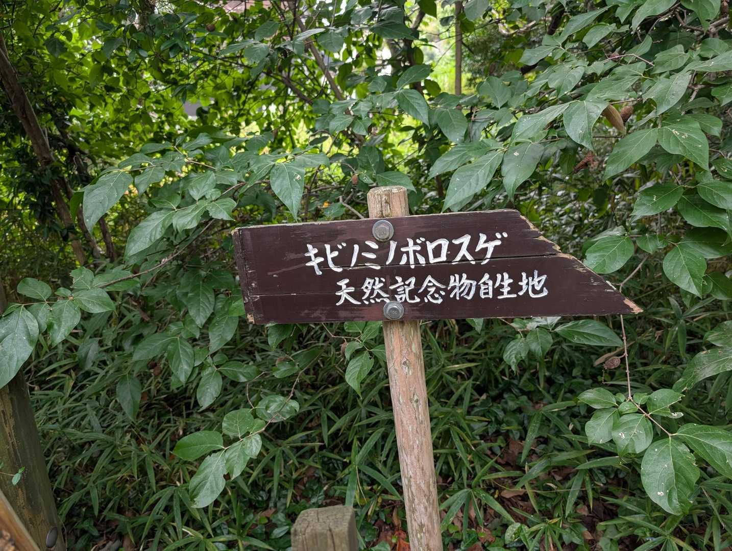 聞いたことがないが、岡山市の天然記念物らしぃ。吉備の中山を代表する植物らしい。