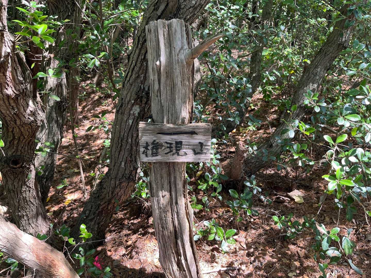 ④座目　権現山⛰️到着
眺望無し
話しながら歩いてるとあっという間に着いておりました🚶🏻