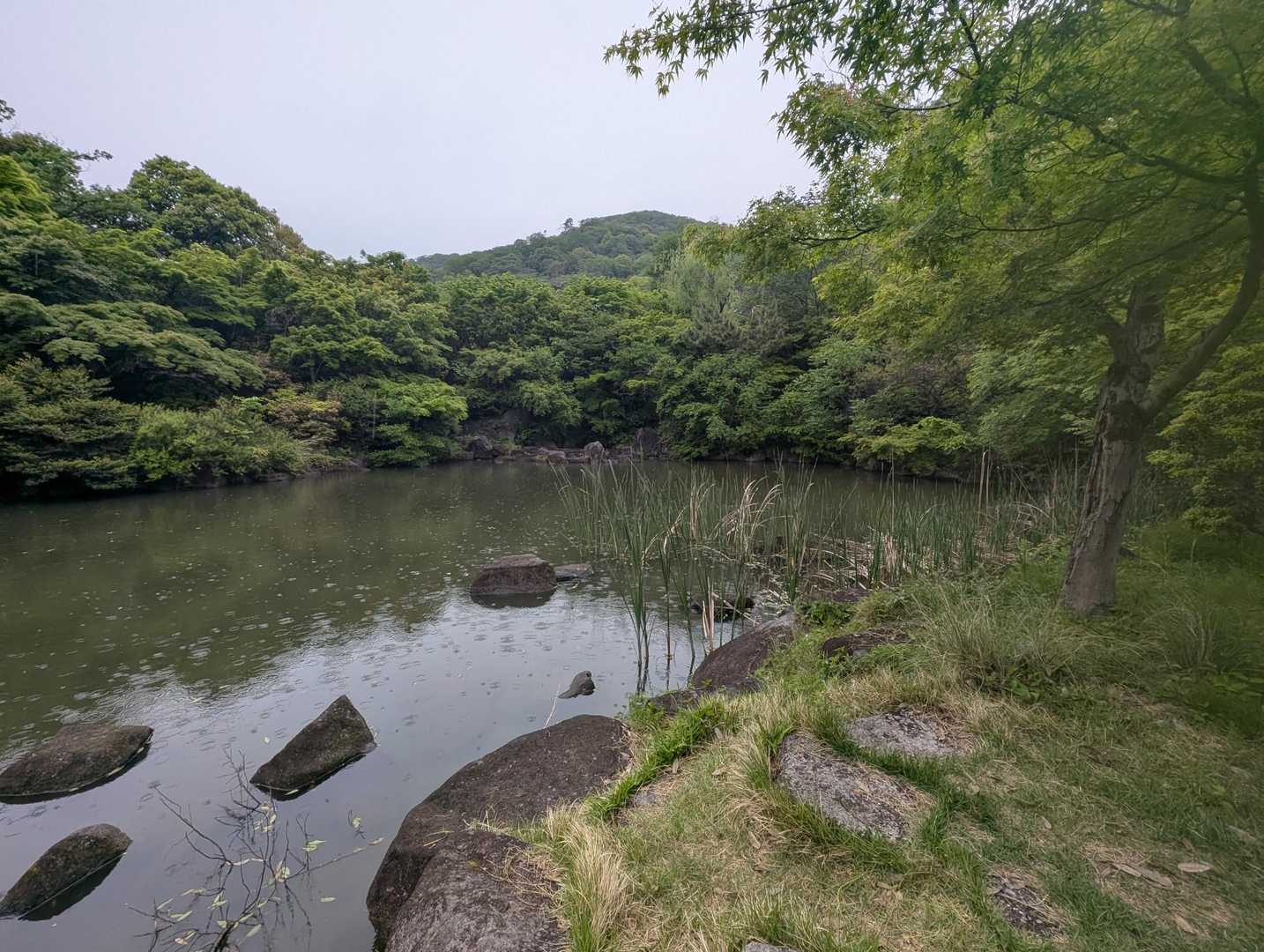 池に雨粒が落ちてます