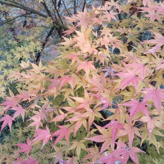 まだ綺麗な葉も