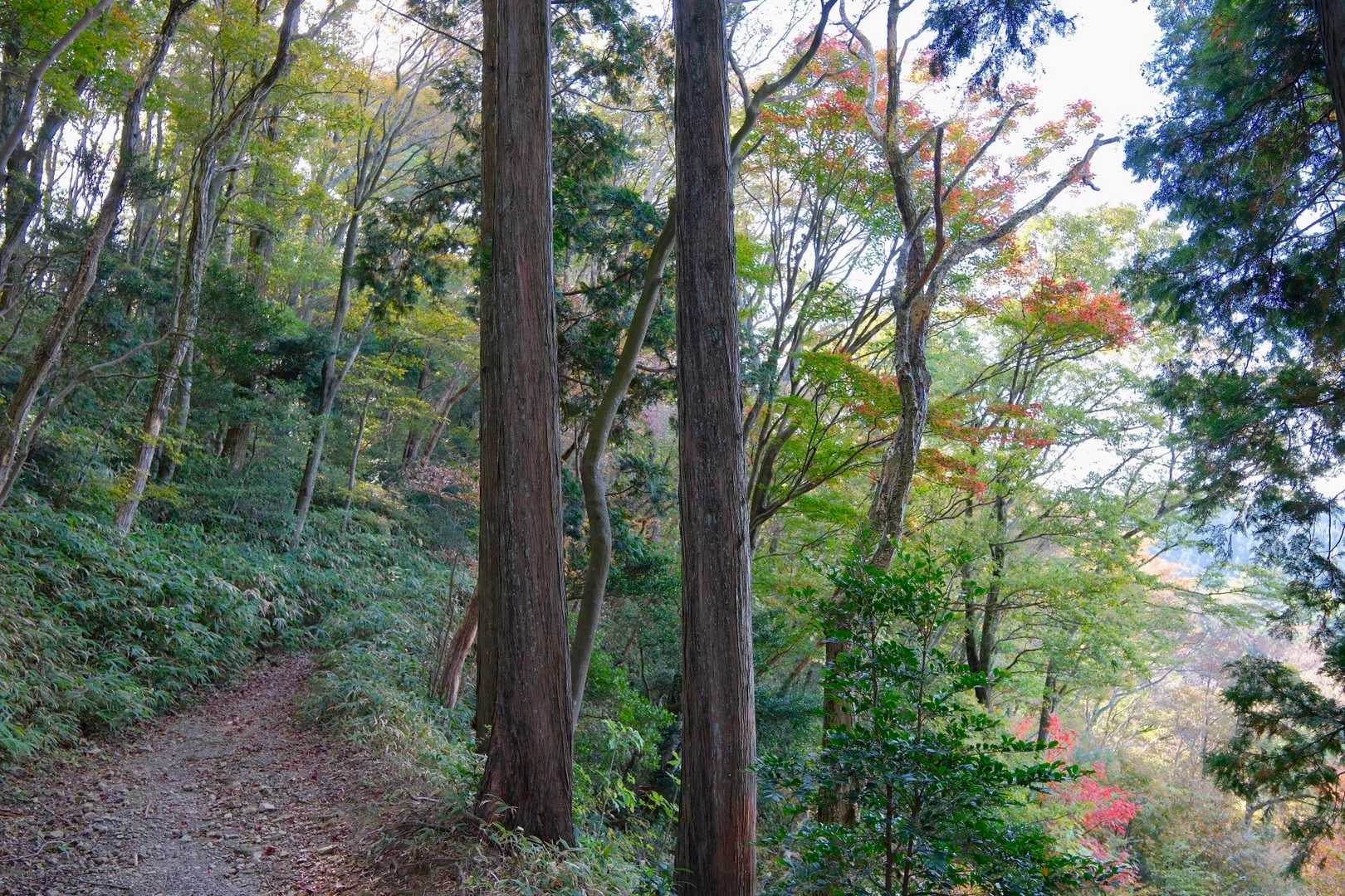 ブナ林が見えて来ました
色づいてます