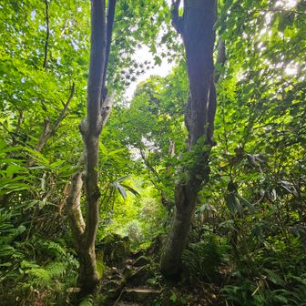 アスファルトから登山口に入るとすぐ樹林帯
ソロだから、熊さん出ないでね