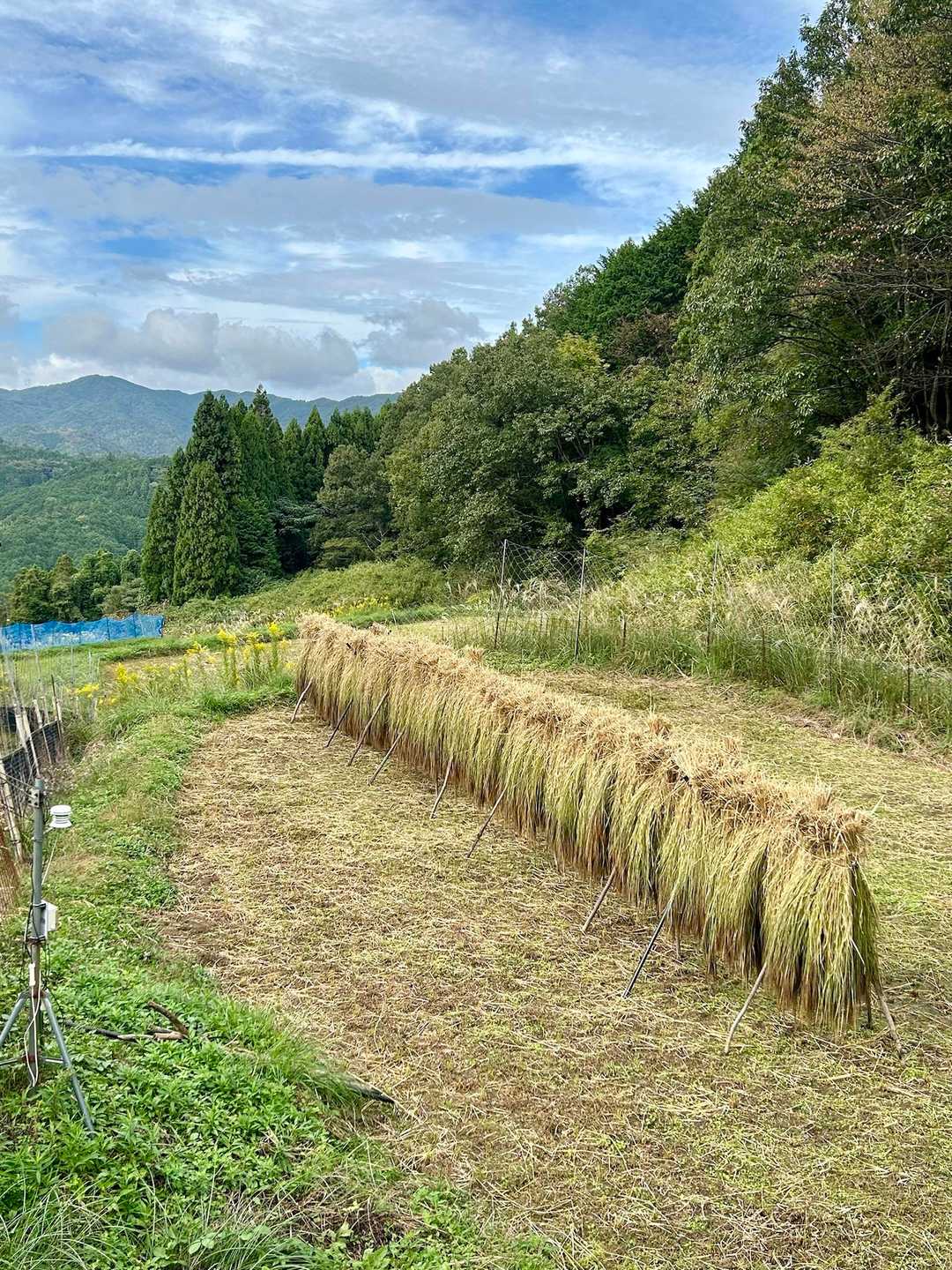 稲架掛け(はさかけ)も久しぶりに見たような気がします