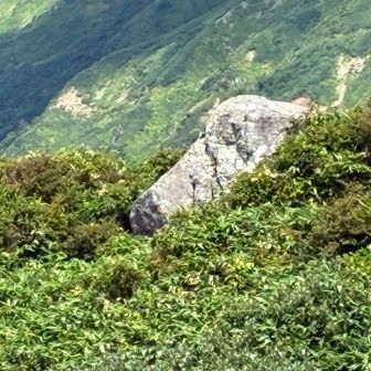 中型の動物が藪の中から顔を覗かせていた
熊かとも思ったがお猿さんかカモシカあたりだろう
良かったこの距離で