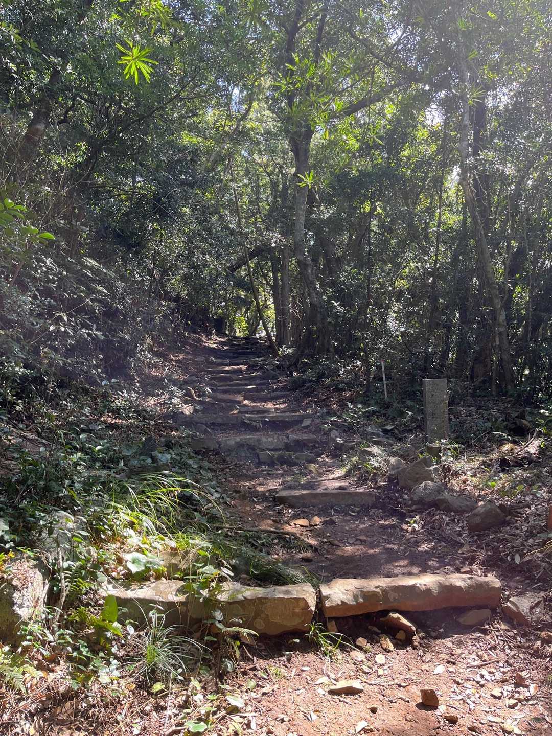 最初のほうの登山道はこんな感じですが、途中から岩場で、補助ロープが張り巡らされています😅