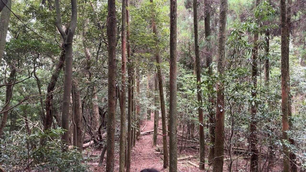 龍王山-龍王神社 往復コースの写真