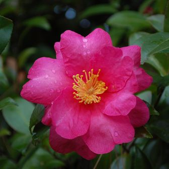 この花も山茶花🌺