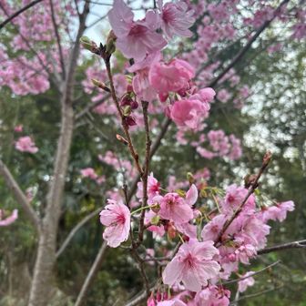 濃いピンクの🌸キレイ😍