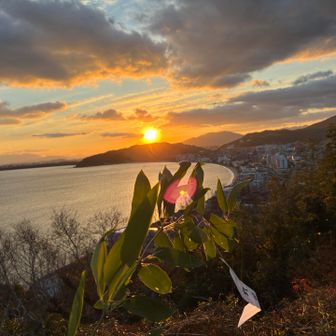 福笹の向こうから　初日の出