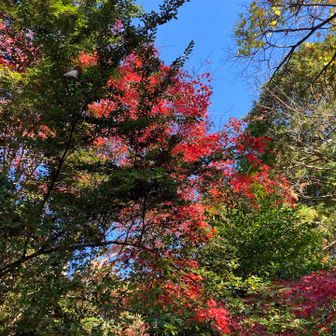行者堂の綺麗な紅葉🍁