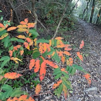 紅葉🍁
右➡️ルートが、景色が良さそうなので。
