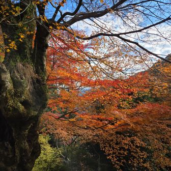 立派な楓の大木🍁