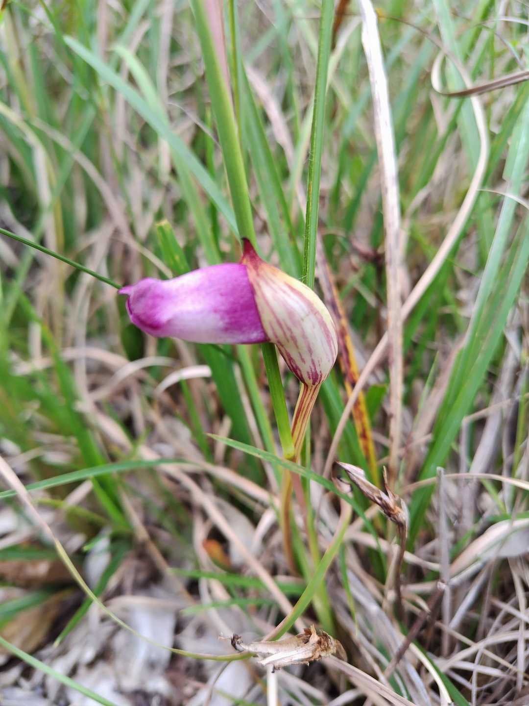 ナンバンギセル🌸⁇