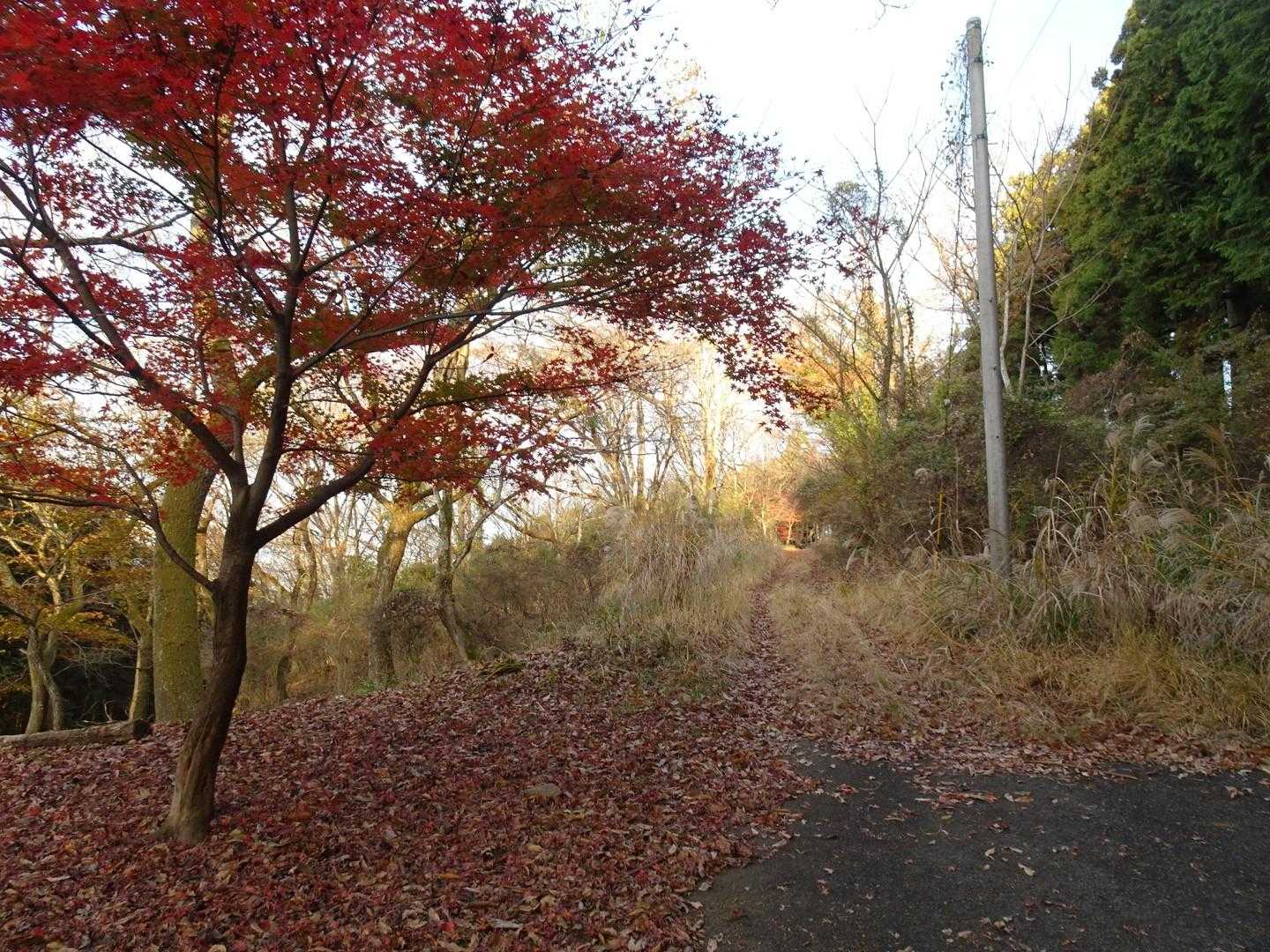 舗装路はここまで。