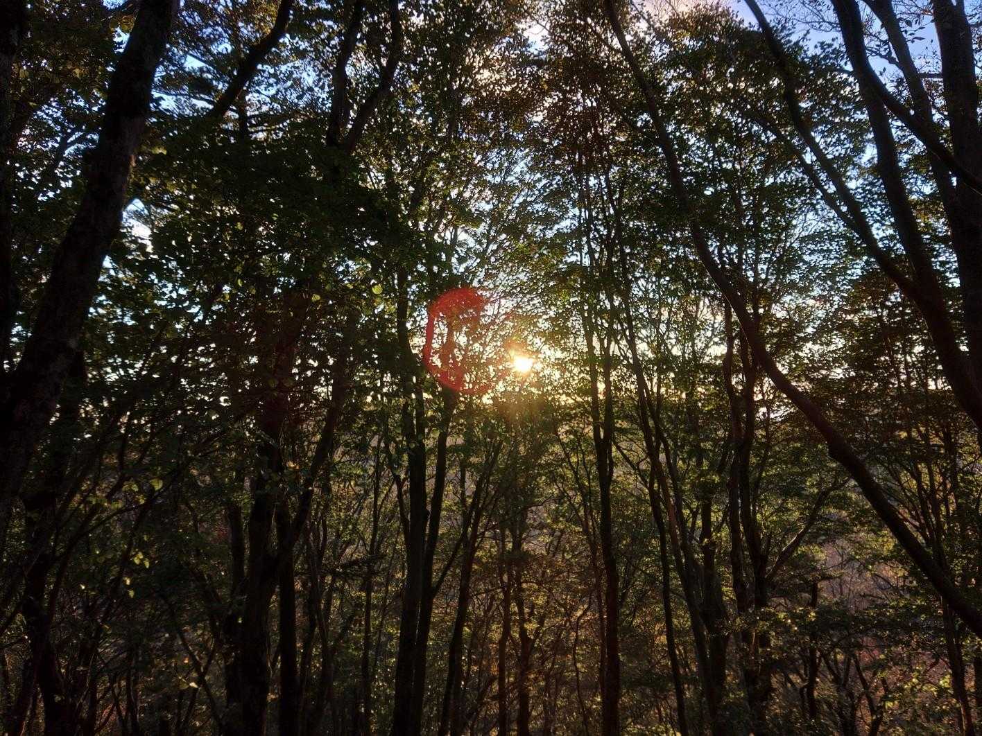 大久保山-八面山-三本杭 往復コースの写真