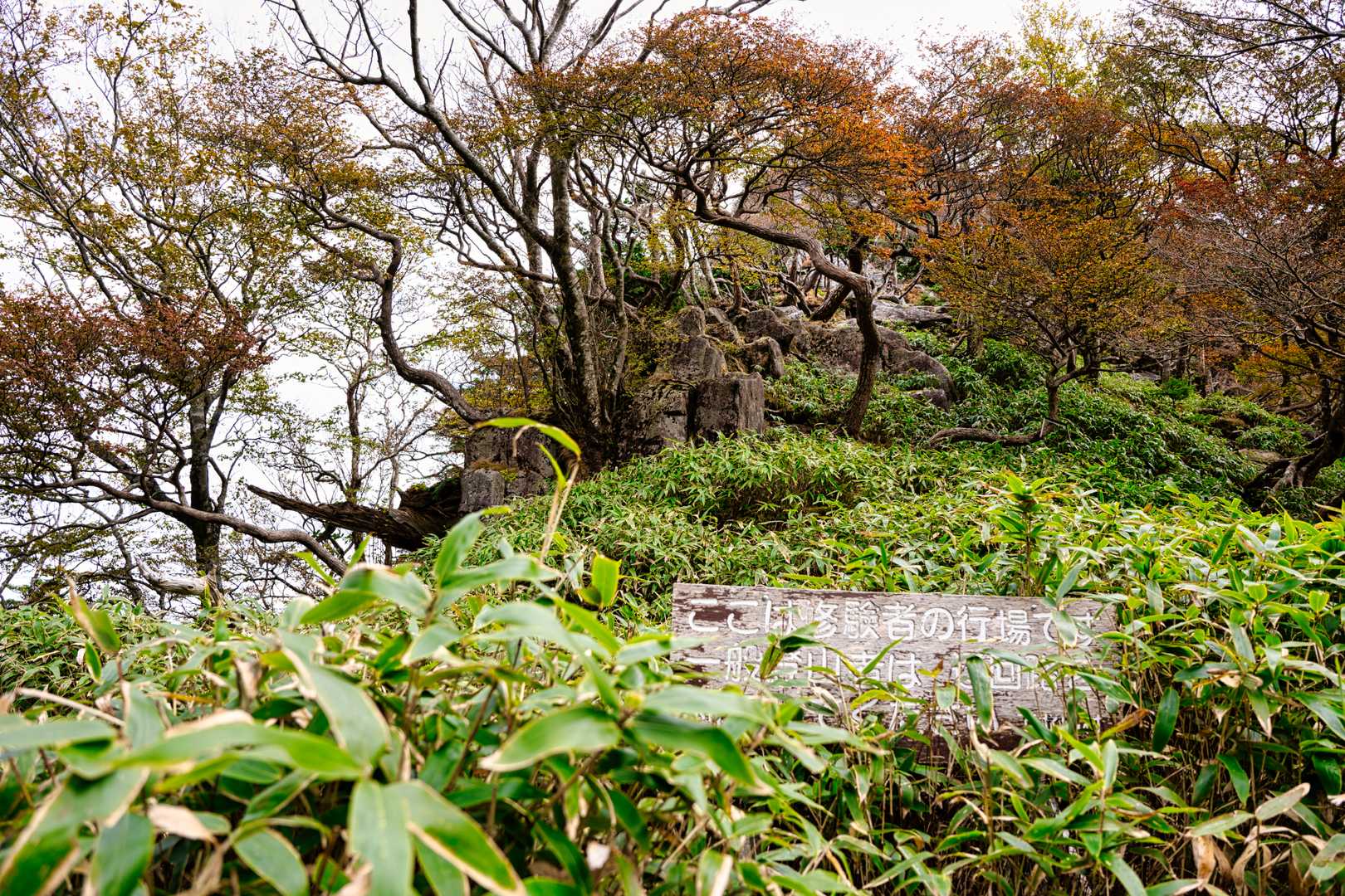 太尾登山口-古田ノ森-千丈平-釈迦ヶ岳-大日岳 往復コースの写真