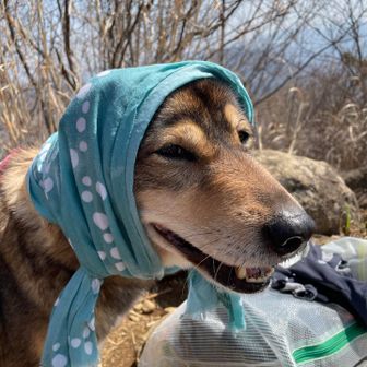 やっと高川山の頂上まで戻ってきたら、天気が良すぎて、犬があっちっち💦
慌てて水をかけて、濡らした手拭いでほっかぶり。これでちょっとは楽になったかな‥