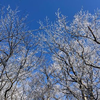 曇の予報が、ありがたいことに、霧氷撮影時には、青空💕