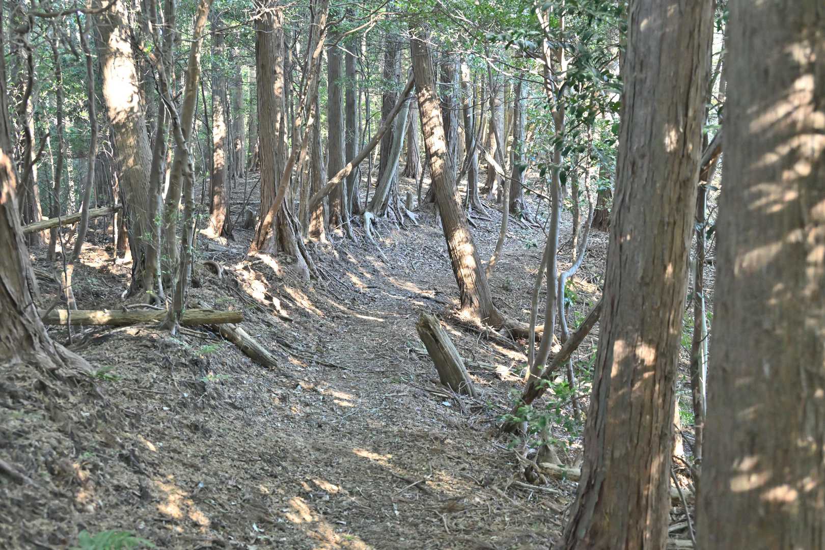 ほぼ展望がない地味な道を