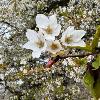 葉桜だった🍃🌸