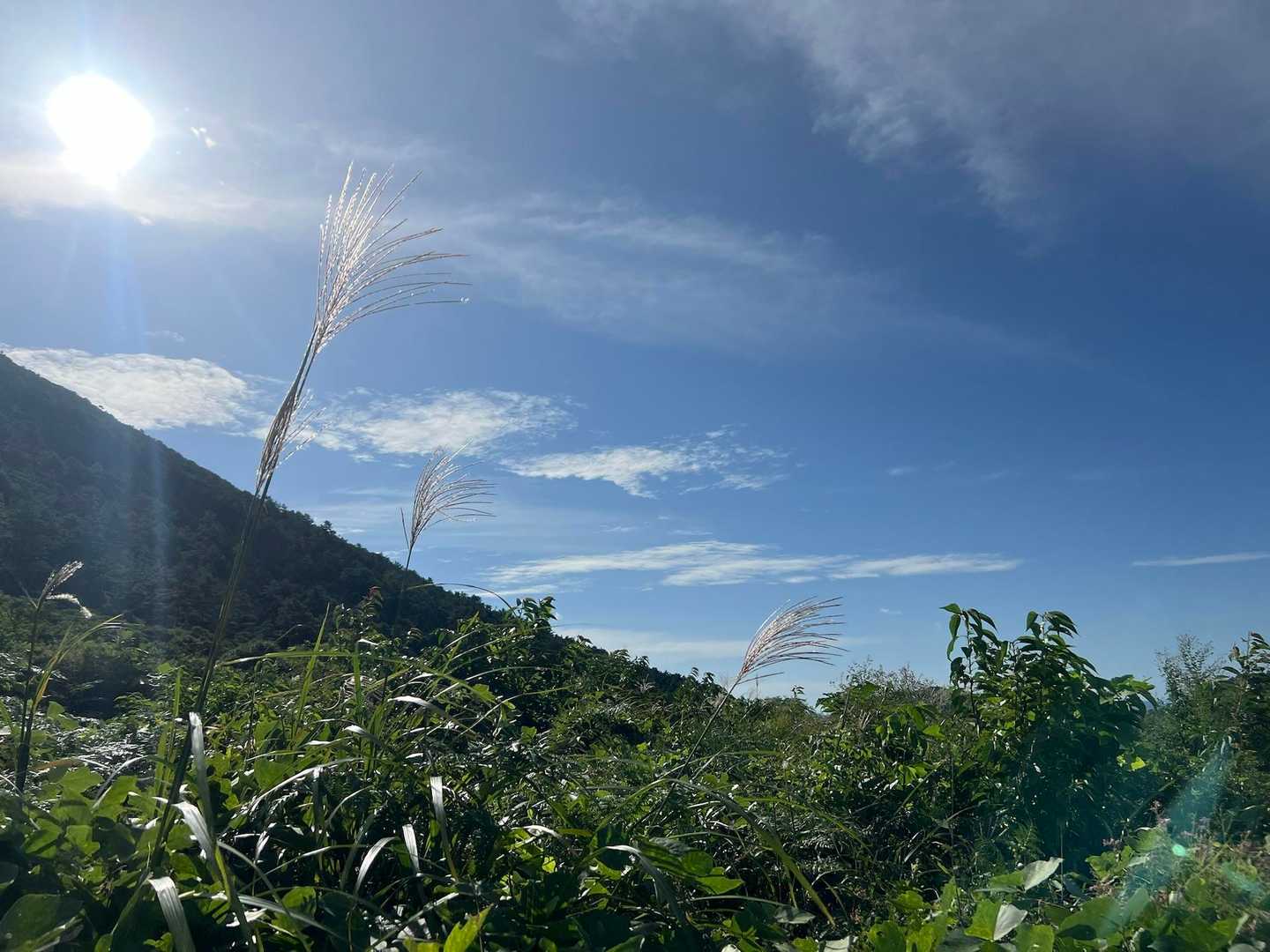 ススキありそうね！🌾
