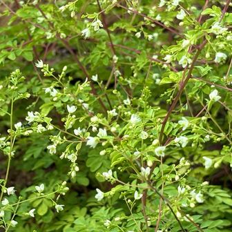 駐車場脇にマツカゼソウのお花畑🤍