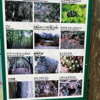 さすがにオオキツネノカミソリはもう見なかった。というか今回花を見てない。