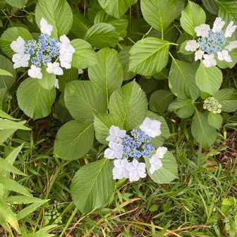 紫陽花かな？花を愛でる紳士ですw