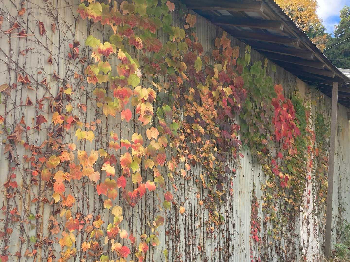 とたん壁の紅葉🍁
