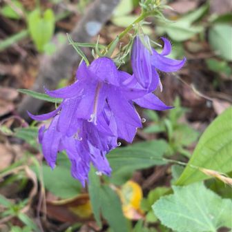 ハタザオキキョウだそう。
一応山野草ではあるみたいだけど、どなたかが植えたのだろか❓
