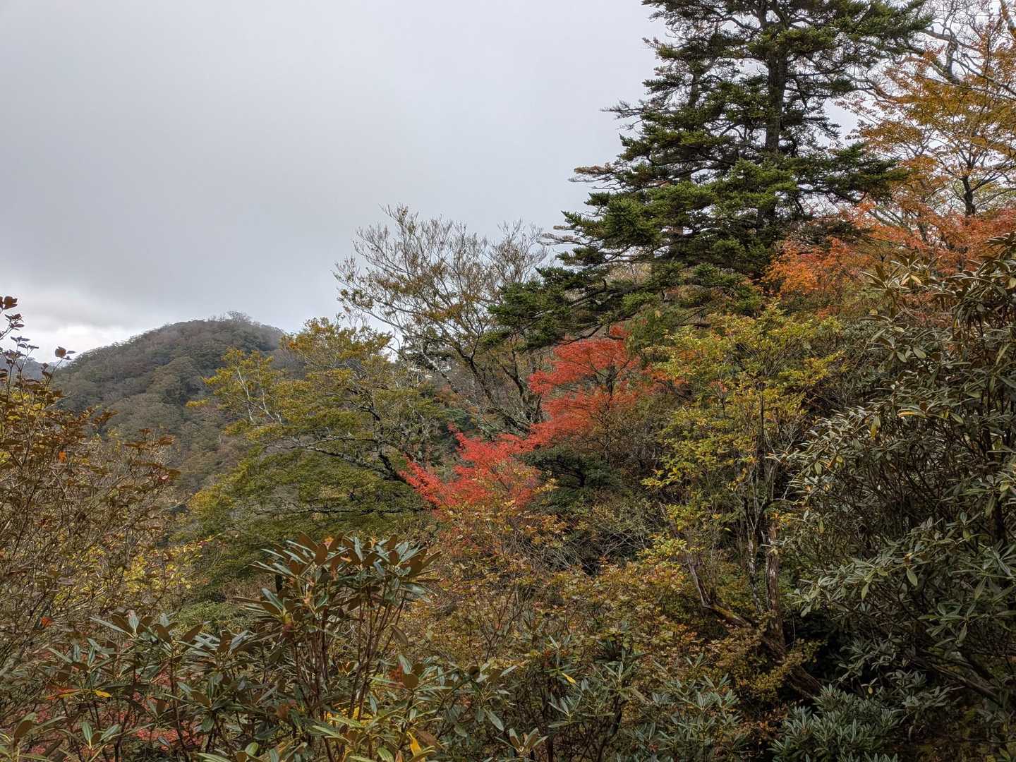 紅葉　いい感じ