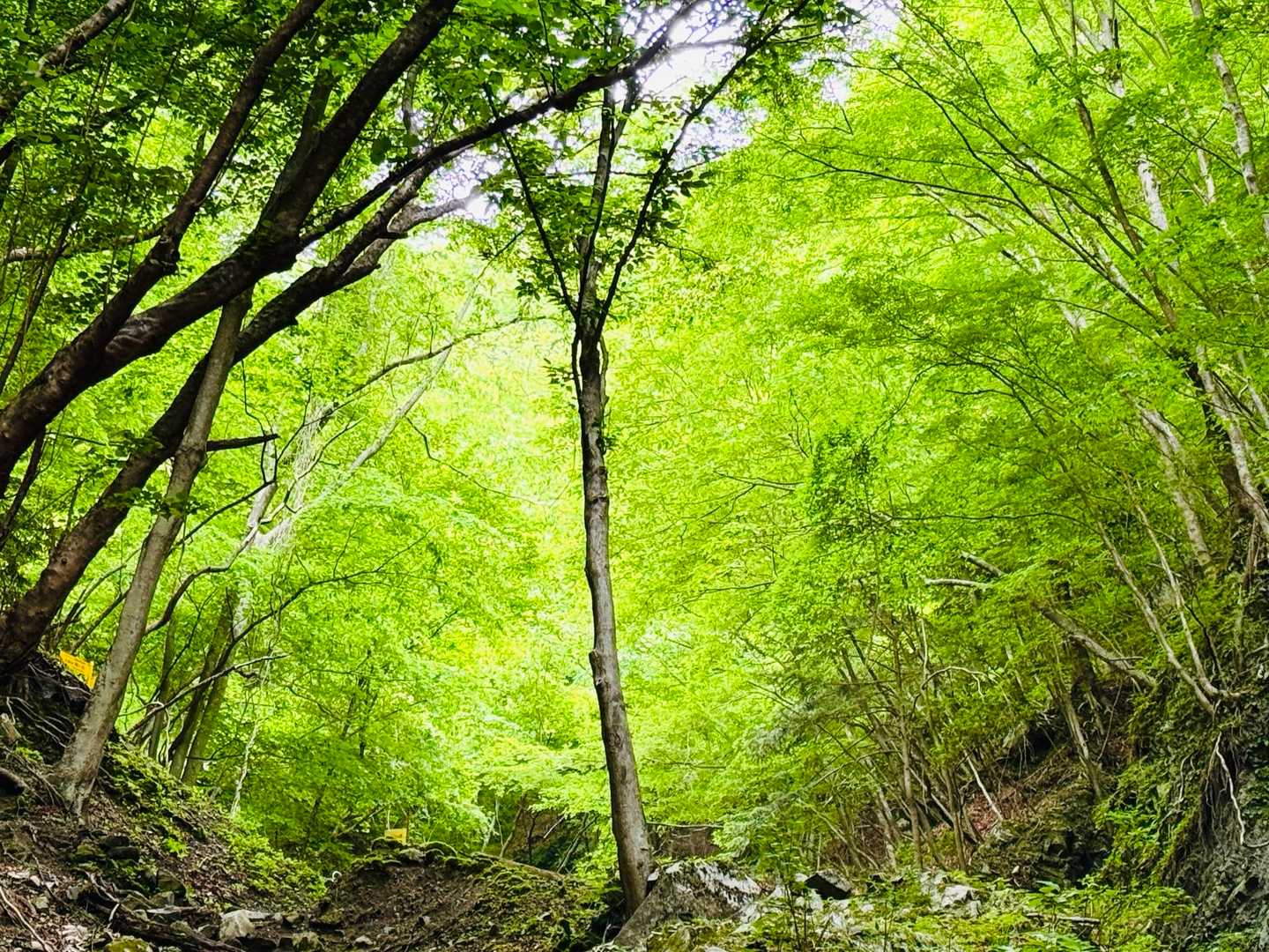 新緑が、深くて綺麗🌿
